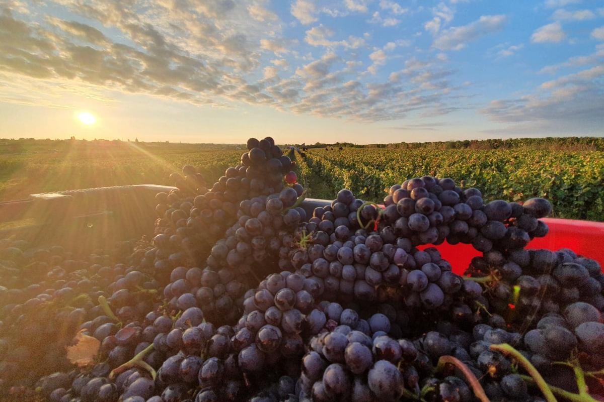 !!!! Recrutement pour vendanges !!!!