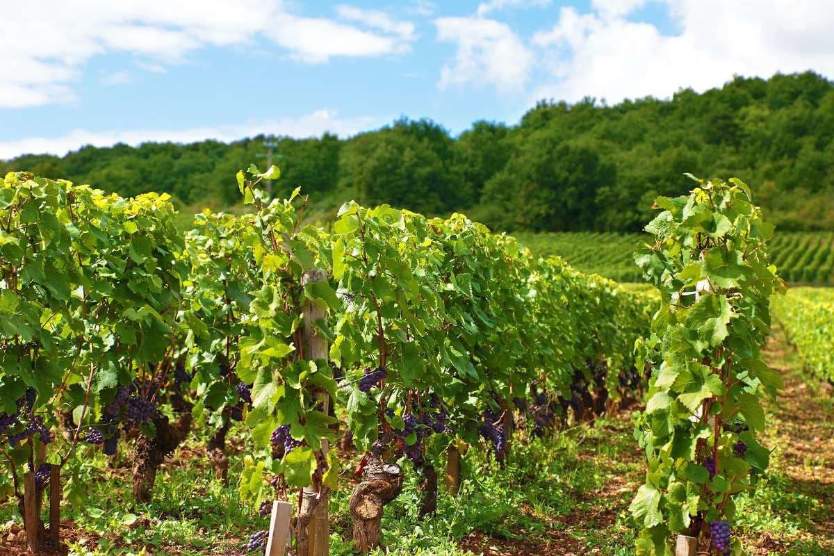 WINE PARIS 2024